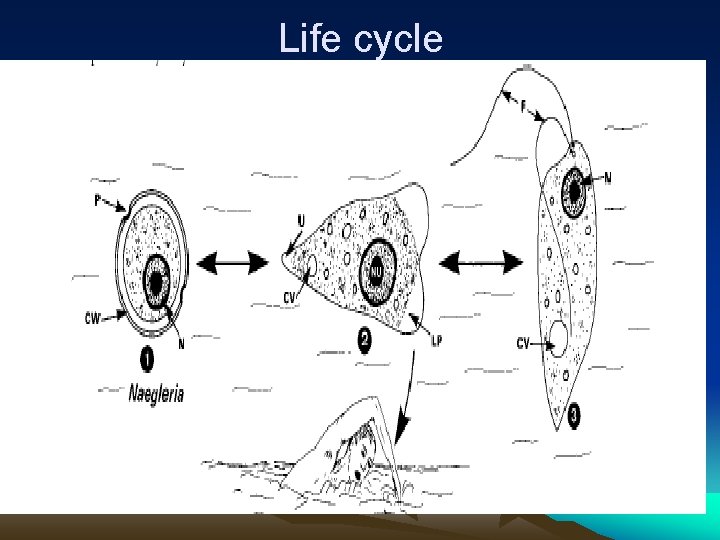 Life cycle 