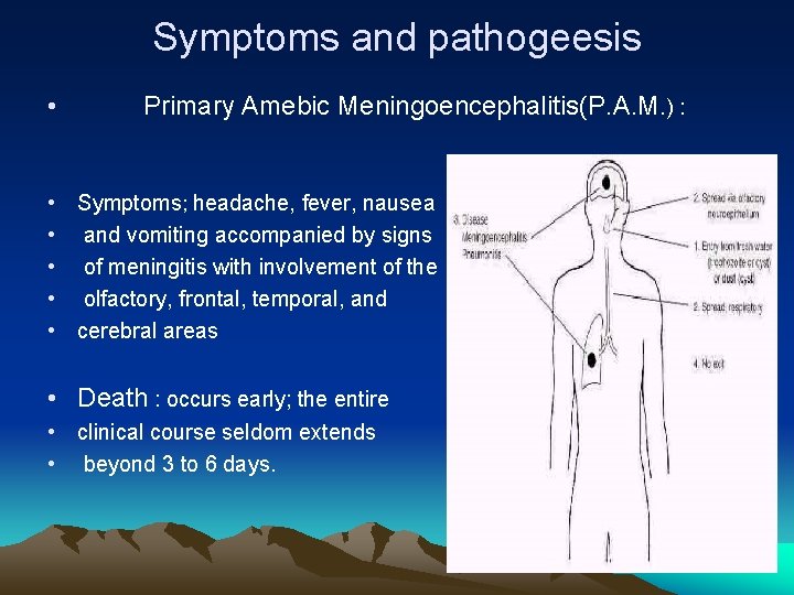 Symptoms and pathogeesis • Primary Amebic Meningoencephalitis(P. A. M. ) : • Symptoms; headache,