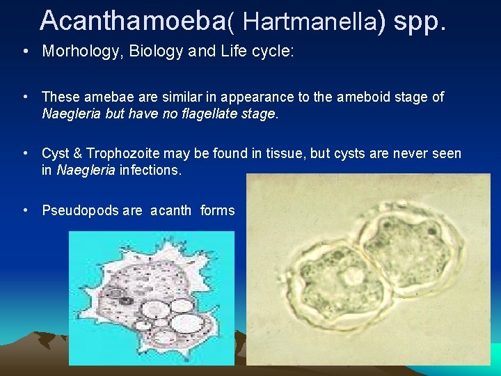 Acanthamoeba( Hartmanella) spp. • Morhology, Biology and Life cycle: • These amebae are similar