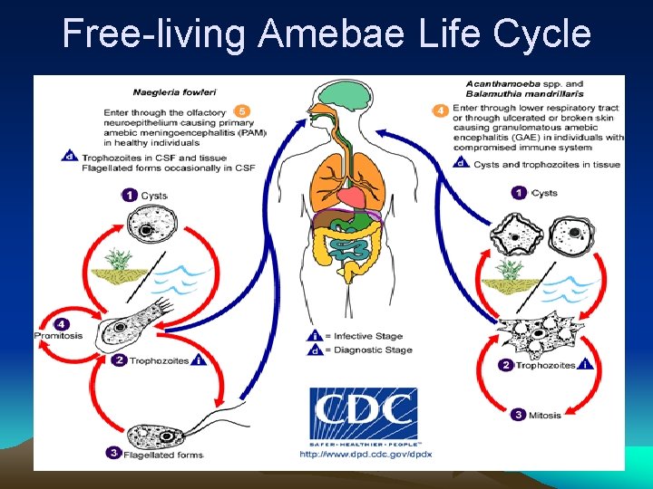 Free-living Amebae Life Cycle 