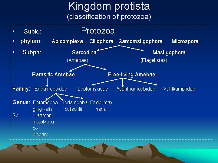 Kingdom protista (classification of protozoa) • • phylum: • Protozoa Subk. : Apicomplexa Subph: