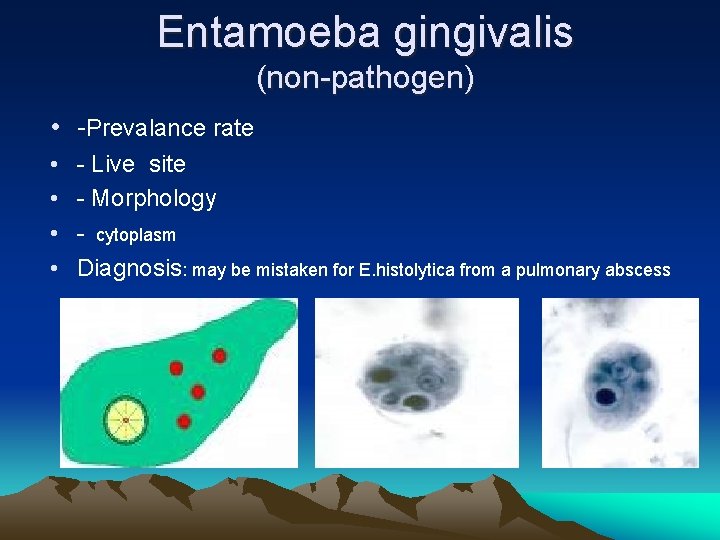 Entamoeba gingivalis (non-pathogen) • -Prevalance rate • • - Live site - Morphology -