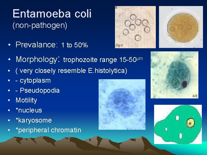 Entamoeba coli (non-pathogen) • Prevalance: 1 to 50% • Morphology: trophozoite range 15 -50µm