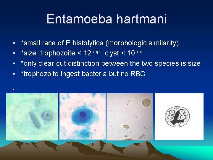 Entamoeba hartmani • • • *small race of E. histolytica (morphologic similarity) *size: trophozoite