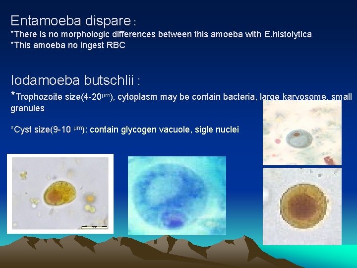 Entamoeba dispare : *There is no morphologic differences between this amoeba with E. histolytica