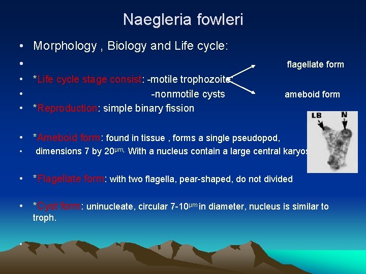 Naegleria fowleri • Morphology , Biology and Life cycle: • • *Life cycle stage