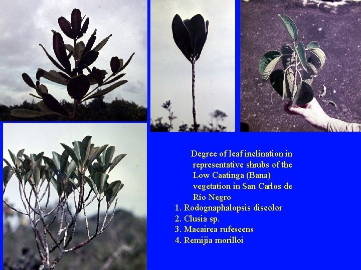 Degree of leaf inclination in representative shrubs of the Low Caatinga (Bana) vegetation in