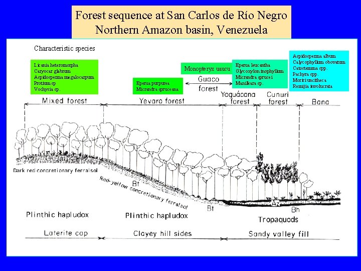 Forest sequence at San Carlos de Río Negro Northern Amazon basin, Venezuela Characteristic species