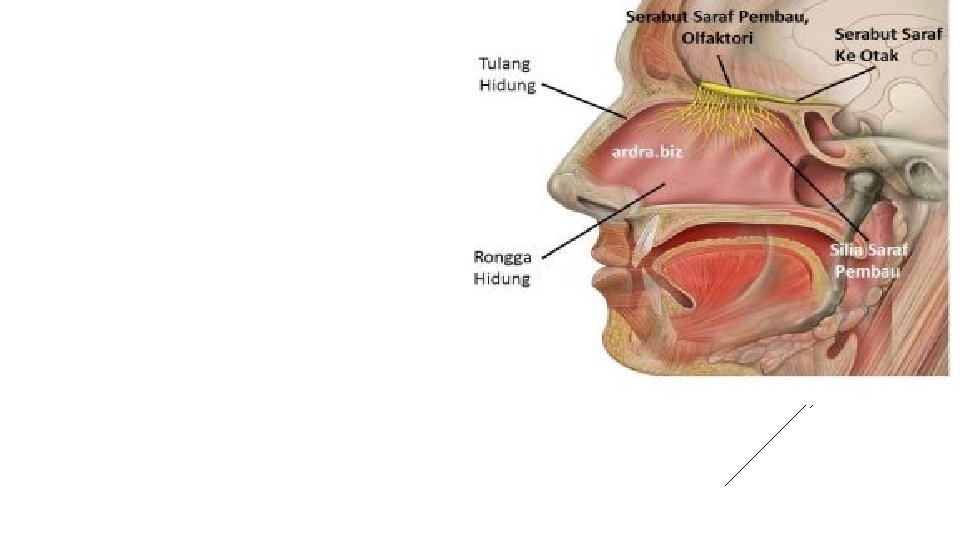 1. HIDUNG Hidung bagian luar (eksternal) merupakan bagian hidung yang terlihat. Dibentuk oleh dua