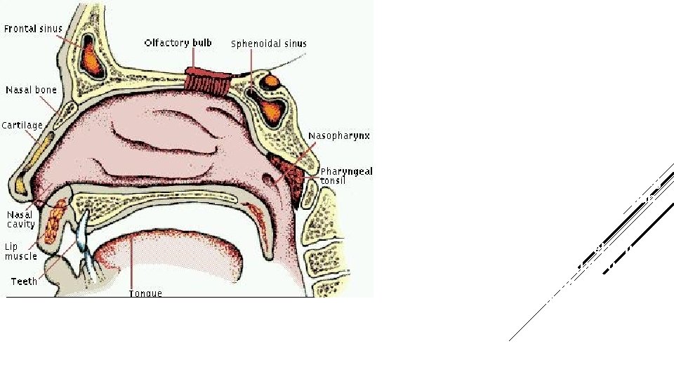  Nares anterior adalah bagian terbuka yang masuk kedalam dari sebelah luar dan posterior