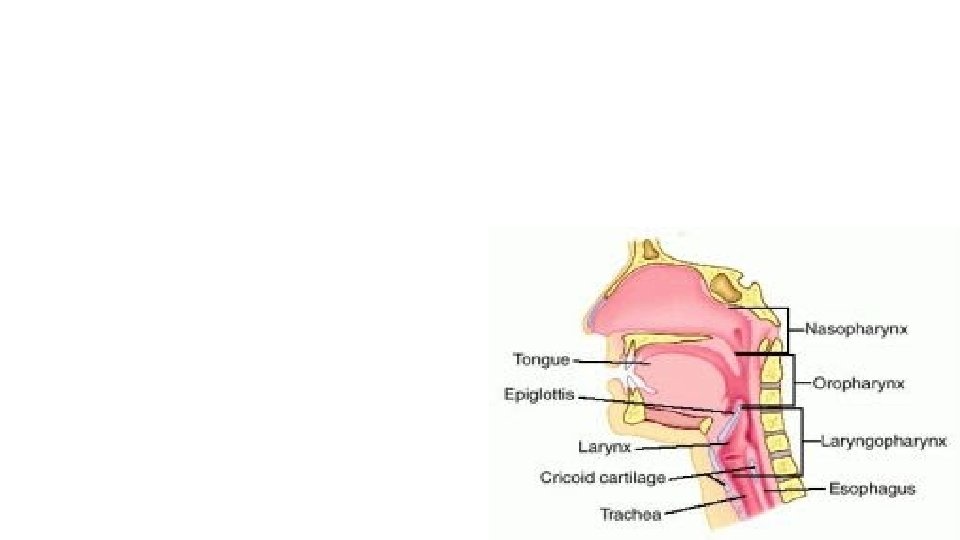 FARING Bagian sebelah atas faring dibentuk oleh badan tulan sfenoidalis dan sebelah dalamnya berhubungan
