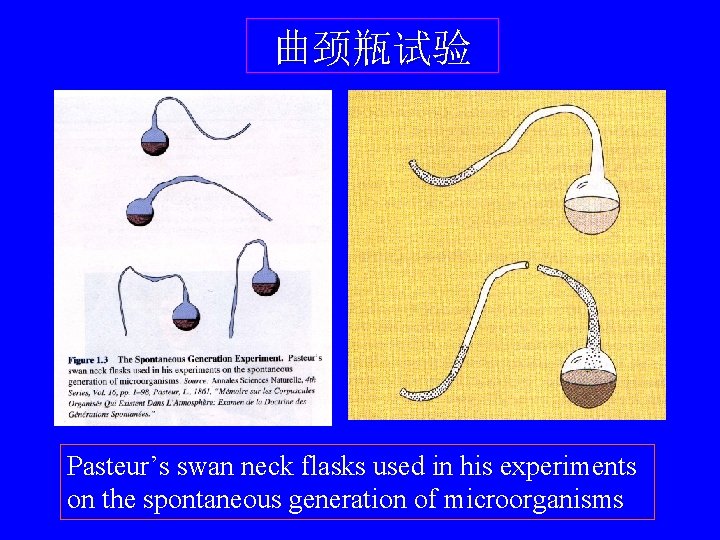 曲颈瓶试验 Pasteur’s swan neck flasks used in his experiments on the spontaneous generation of