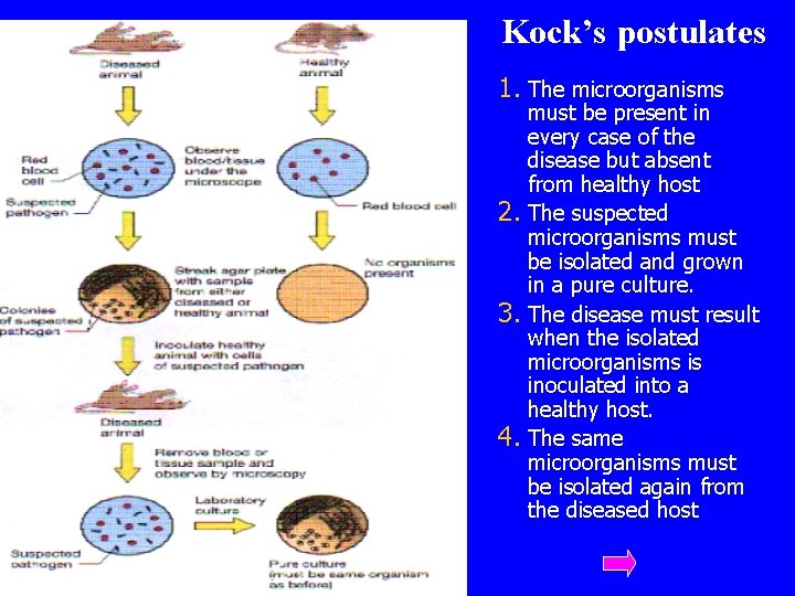 Kock’s postulates 1. The microorganisms must be present in every case of the disease