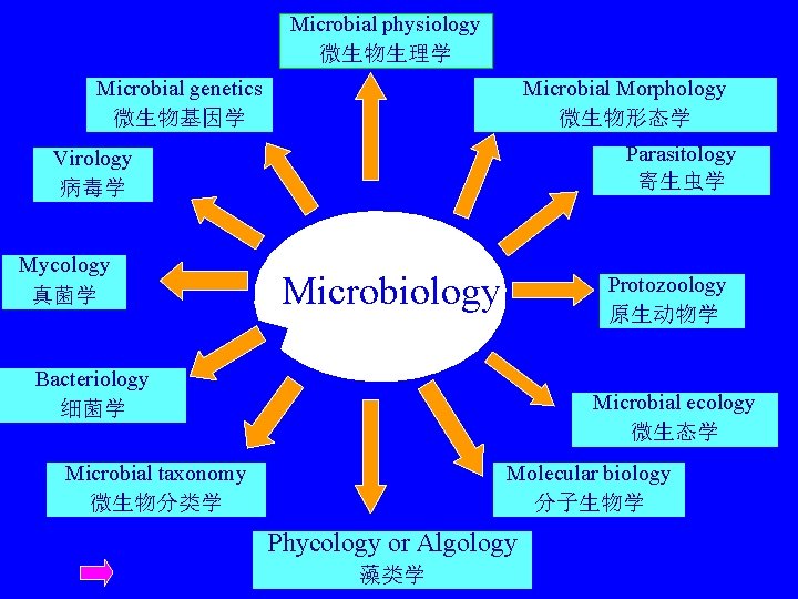 Microbial physiology 微生物生理学 Microbial genetics 微生物基因学 Microbial Morphology 微生物形态学 Parasitology 寄生虫学 Virology 病毒学 Mycology
