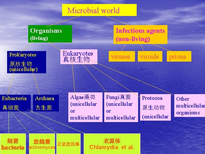 Microbial world Organisms Infectious agents (non-living) (living) Prokaryotes 原核生物 (unicellular) Eubacteria Archaea 真细菌 古生菌
