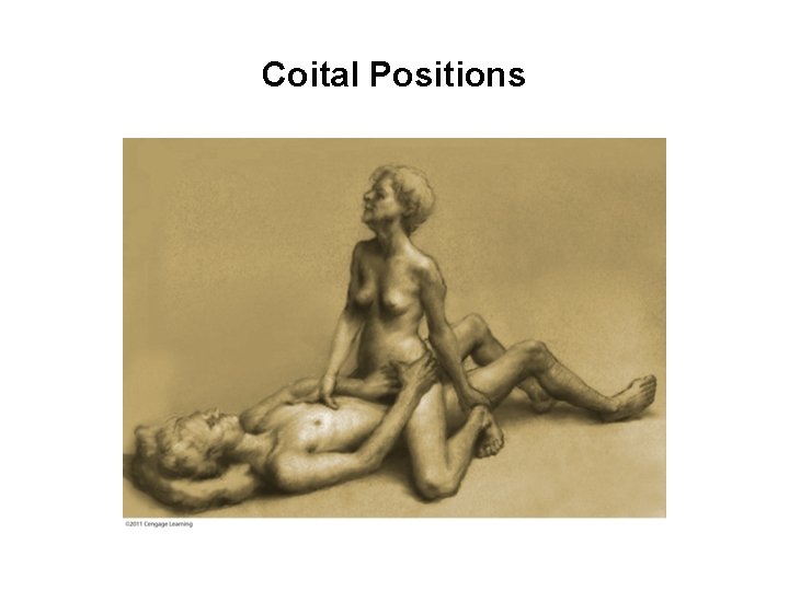 Coital Positions 