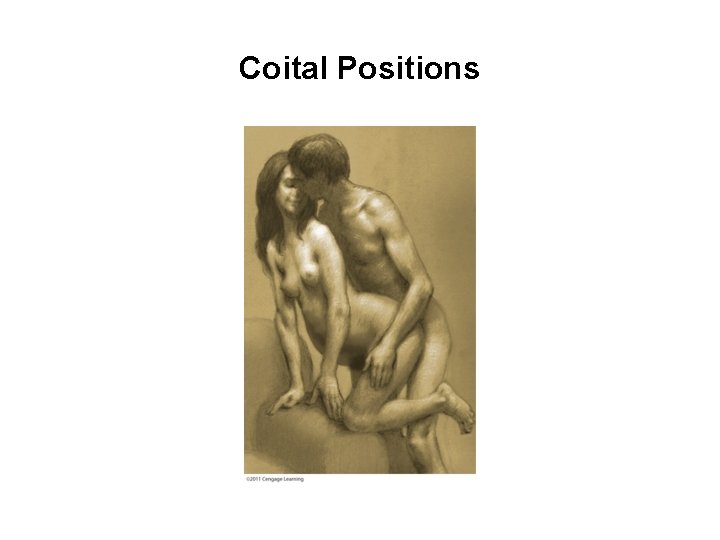 Coital Positions 