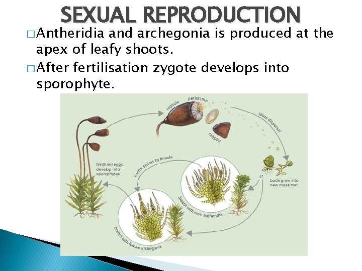 SEXUAL REPRODUCTION � Antheridia and archegonia is produced at the apex of leafy shoots.