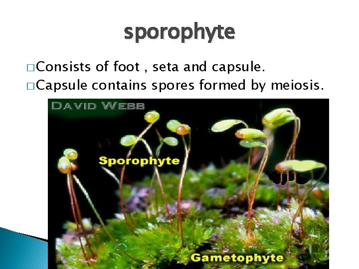 sporophyte � Consists of foot , seta and capsule. � Capsule contains spores formed