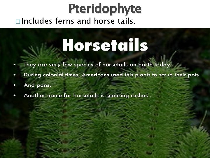 � Includes Pteridophyte ferns and horse tails. 