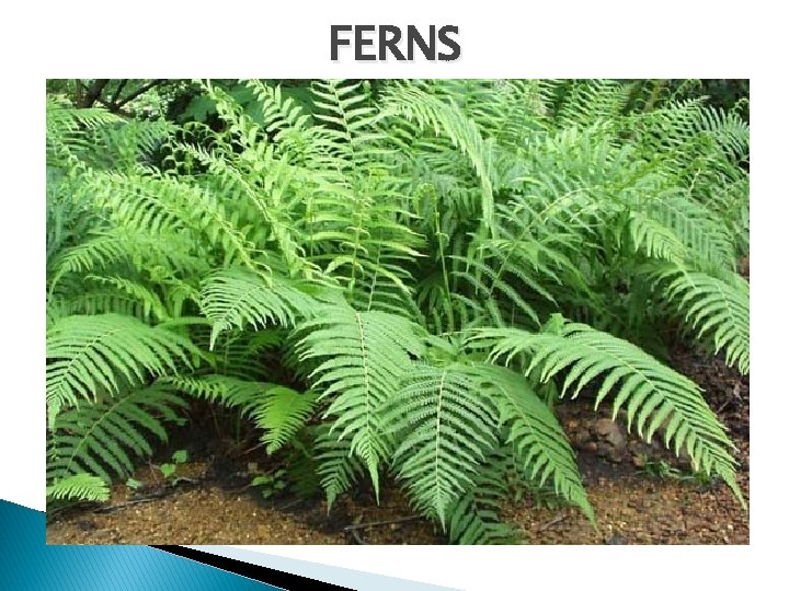 FERNS 