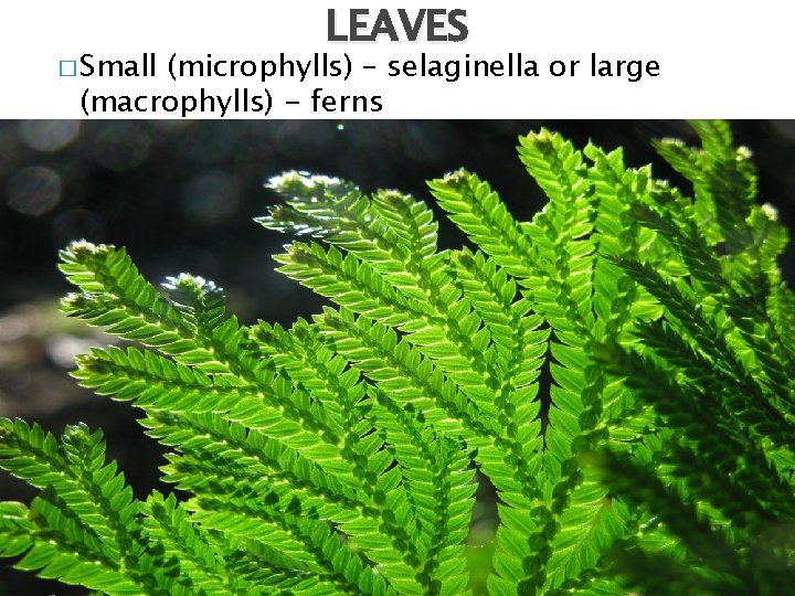 � Small LEAVES (microphylls) – selaginella or large (macrophylls) - ferns 