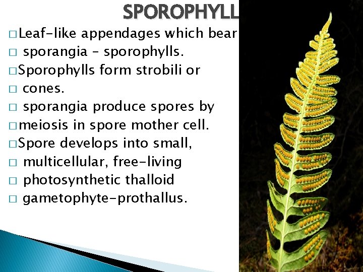 � Leaf-like SPOROPHYLL appendages which bear � sporangia – sporophylls. � Sporophylls form strobili