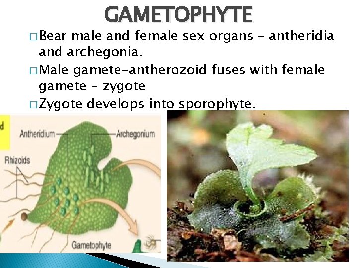 � Bear GAMETOPHYTE male and female sex organs – antheridia and archegonia. � Male