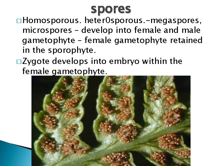 � Homosporous. spores heter 0 sporous. -megaspores, microspores – develop into female and male