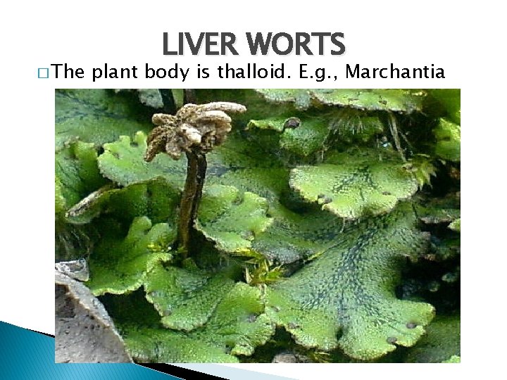 � The LIVER WORTS plant body is thalloid. E. g. , Marchantia 