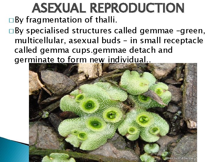 � By ASEXUAL REPRODUCTION fragmentation of thalli. � By specialised structures called gemmae –green,