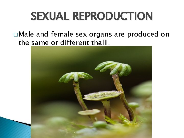 SEXUAL REPRODUCTION � Male and female sex organs are produced on the same or