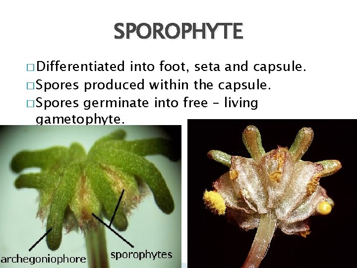 SPOROPHYTE � Differentiated into foot, seta and capsule. � Spores produced within the capsule.