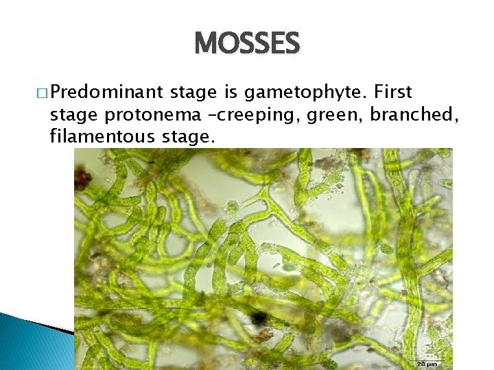 MOSSES � Predominant stage is gametophyte. First stage protonema –creeping, green, branched, filamentous stage.