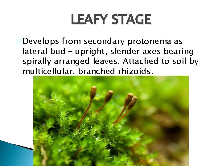LEAFY STAGE � Develops from secondary protonema as lateral bud – upright, slender axes