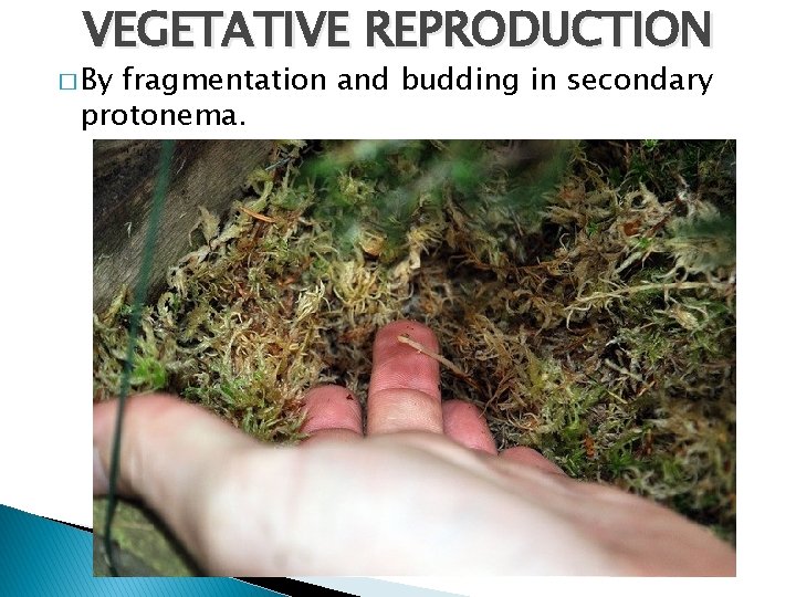 VEGETATIVE REPRODUCTION � By fragmentation and budding in secondary protonema. 
