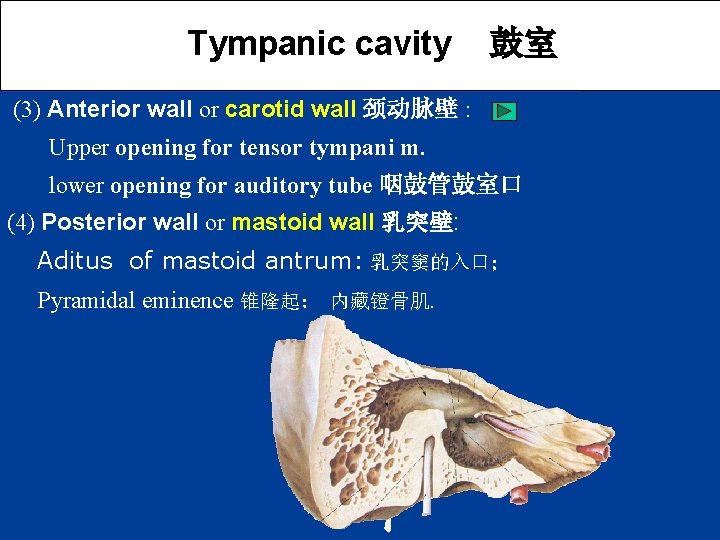 Tympanic cavity 鼓室 (3) Anterior wall or carotid wall 颈动脉壁 : Upper opening for