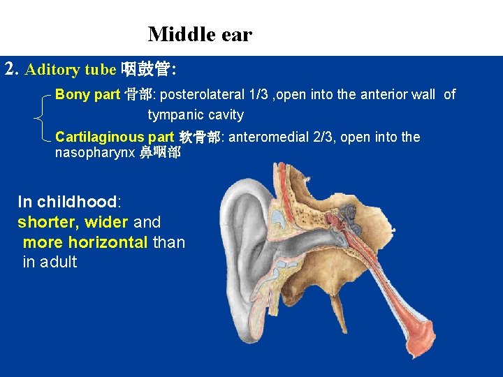 Middle ear 2. Aditory tube 咽鼓管: Bony part 骨部: posterolateral 1/3 , open into