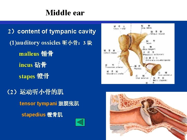 Middle ear 2）content of tympanic cavity (1)auditory ossicles 听小骨： 3 块 malleus 锤骨 incus