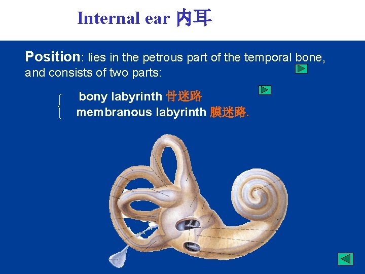 Internal ear 内耳 Position: lies in the petrous part of the temporal bone, and