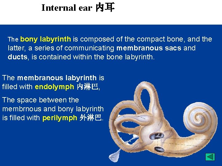 Internal ear 内耳 The bony labyrinth is composed of the compact bone, and the