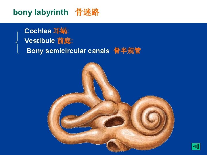 bony labyrinth 骨迷路 Cochlea 耳蜗: Vestibule 前庭: Bony semicircular canals 骨半规管 