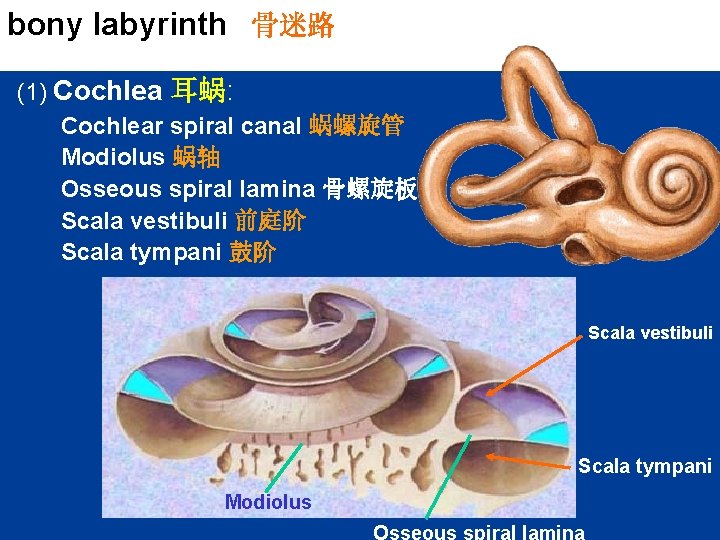 bony labyrinth 骨迷路 (1) Cochlea 耳蜗: Cochlear spiral canal 蜗螺旋管 Modiolus 蜗轴 Osseous spiral