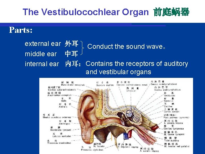 The Vestibulocochlear Organ 前庭蜗器 Parts: external ear 外耳 Conduct the sound wave。 middle ear