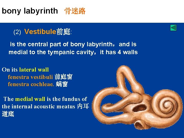 bony labyrinth 骨迷路 (2) Vestibule前庭: is the central part of bony labyrinth，and is medial