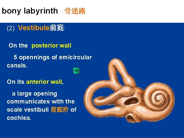 bony labyrinth 骨迷路 (2) Vestibule前庭: On the posterior wall 5 opennings of emicircular canals.