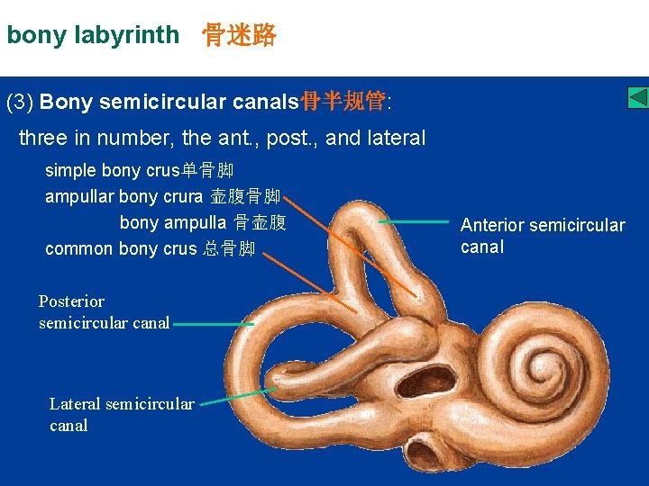 bony labyrinth 骨迷路 (3) Bony semicircular canals骨半规管: three in number, the ant. , post.