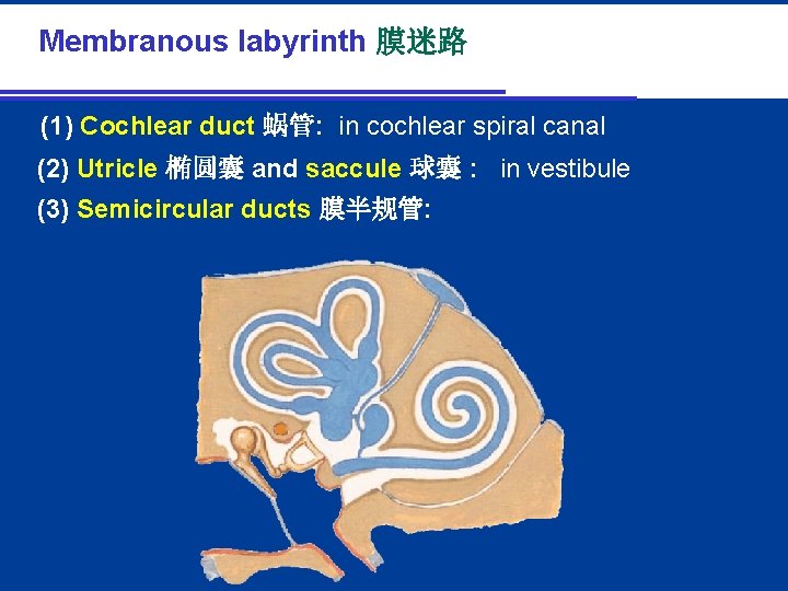 2. Membranous labyrinth 膜迷路 (1) Cochlear duct 蜗管: in cochlear spiral canal (2) Utricle