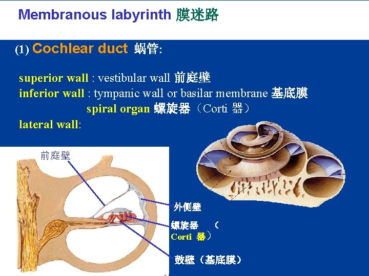 2. Membranous labyrinth 膜迷路 (1) Cochlear duct 蜗管: superior wall : vestibular wall 前庭壁