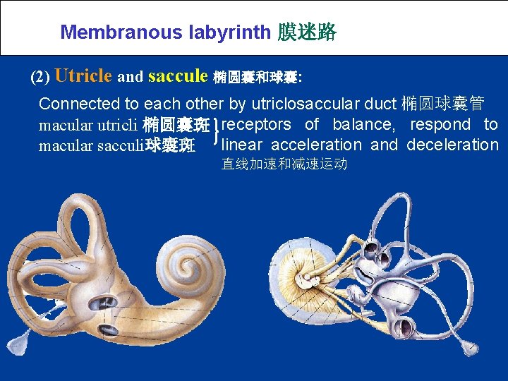 Membranous labyrinth 膜迷路 (2) Utricle and saccule 椭圆囊和球囊: Connected to each other by utriclosaccular